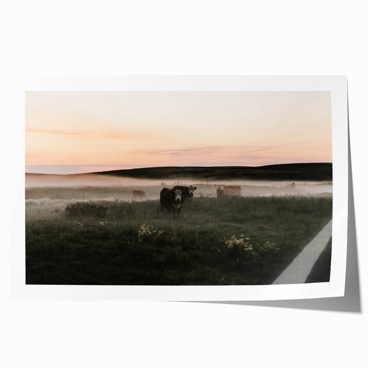Misty Cattle at Dawn Rustic Wall Art - Farmhouse Country Decor