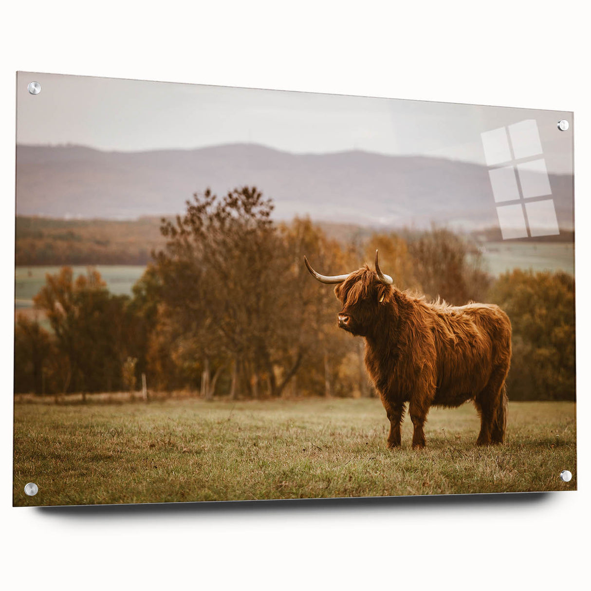 Highland Cow Rustic Wall Art - Farmhouse Nature Decor for Country Homes