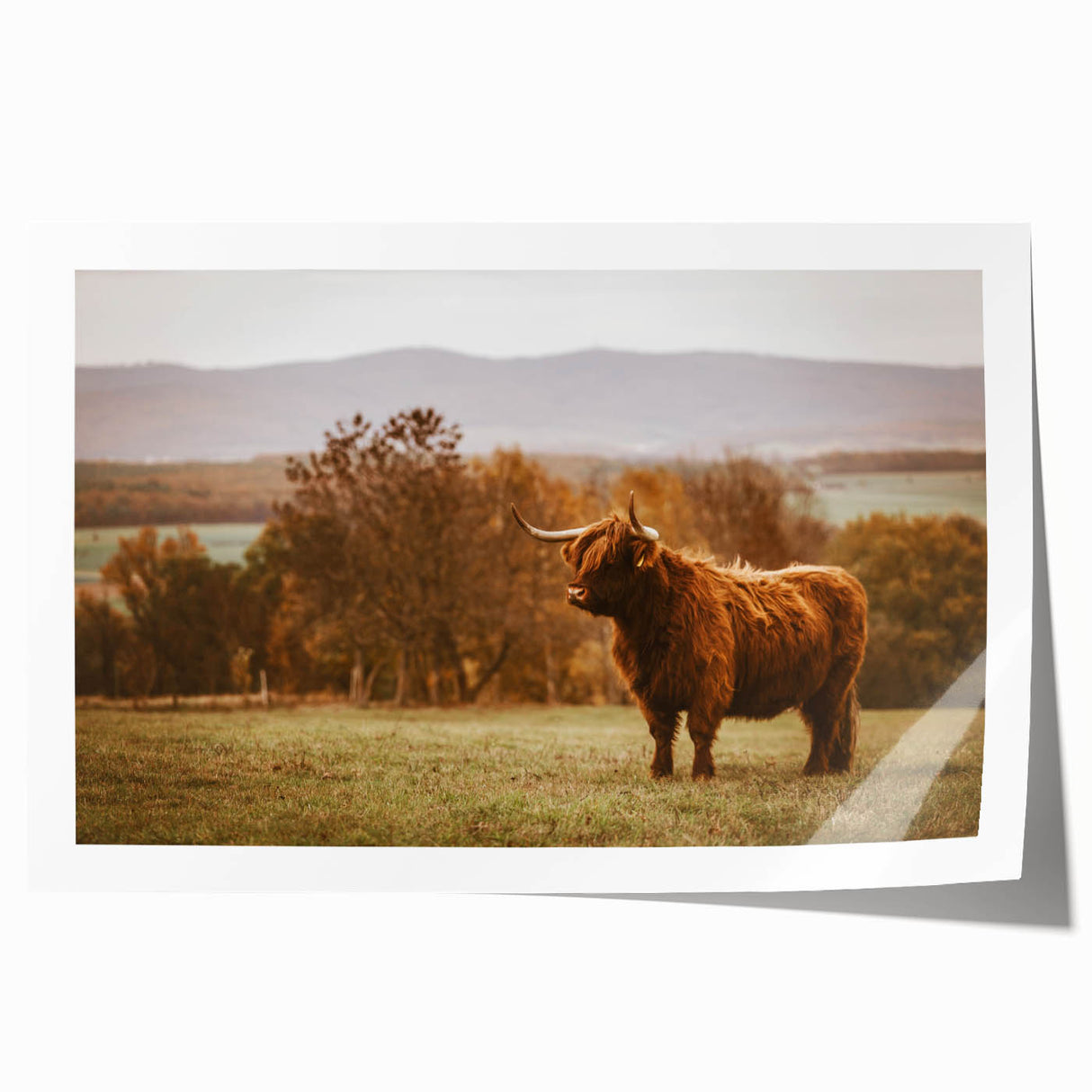 Highland Cow Rustic Wall Art - Farmhouse Nature Decor for Country Homes