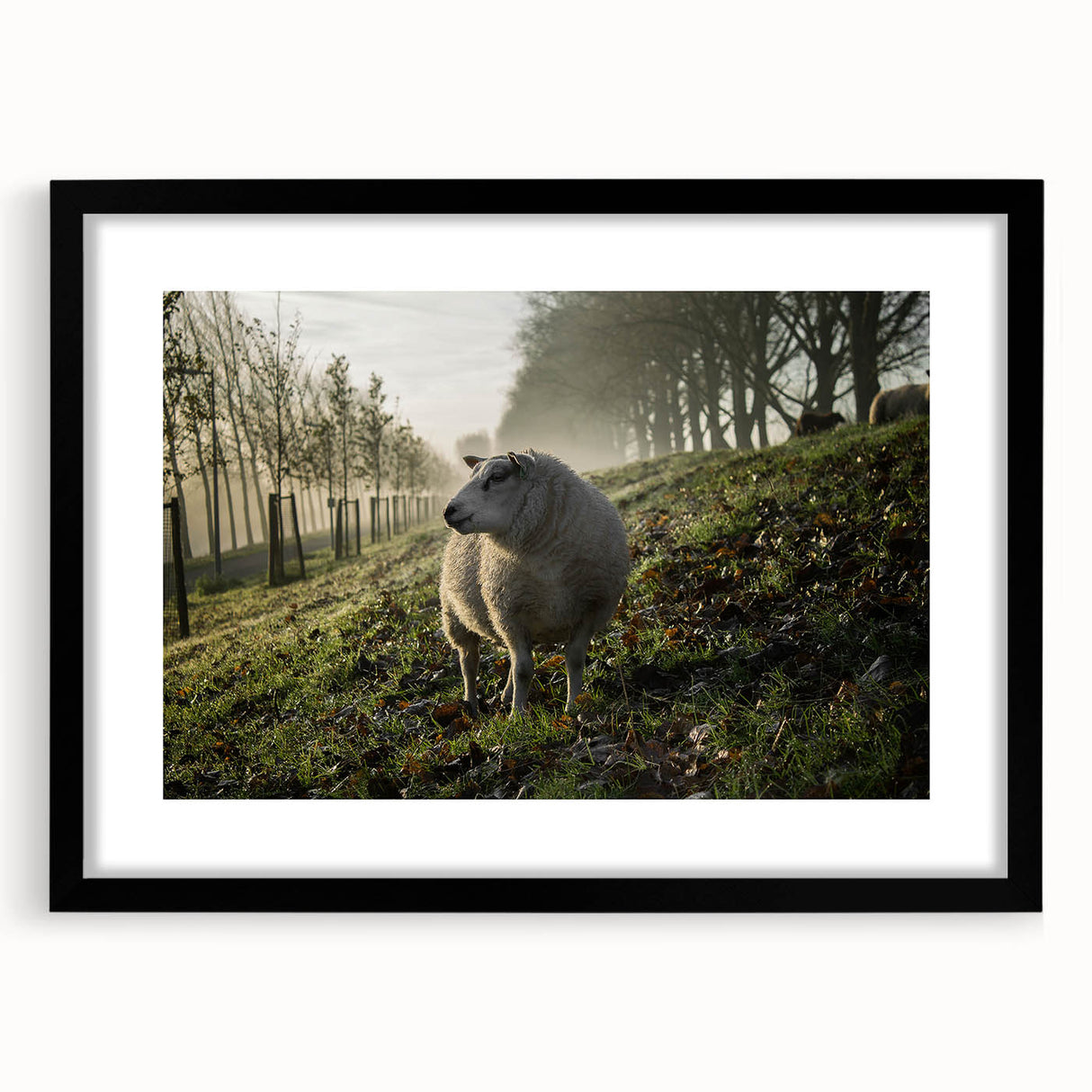 Misty Morning Sheep Rustic Wall Art - Farmhouse Country Decor