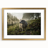 Misty Morning Sheep Rustic Wall Art - Farmhouse Country Decor