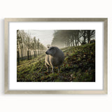 Misty Morning Sheep Rustic Wall Art - Farmhouse Country Decor