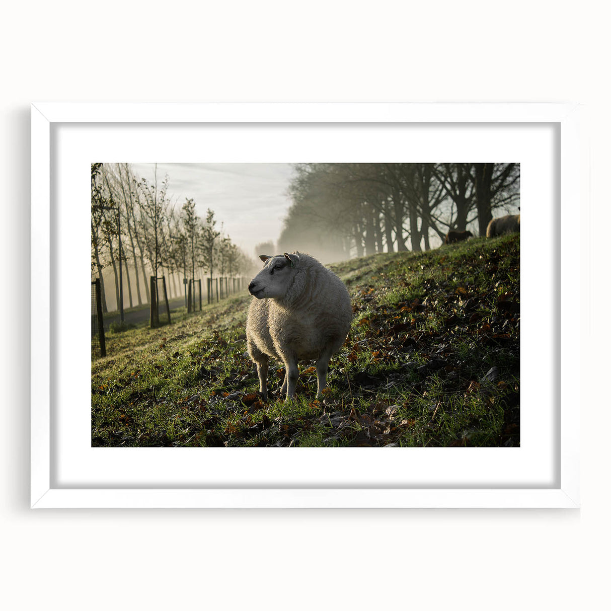 Misty Morning Sheep Rustic Wall Art - Farmhouse Country Decor