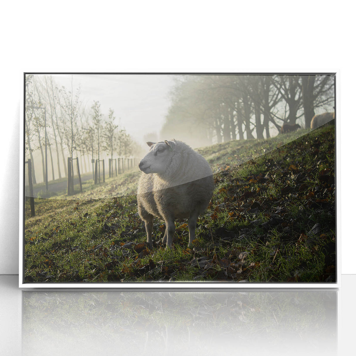 Misty Morning Sheep Rustic Wall Art - Farmhouse Country Decor