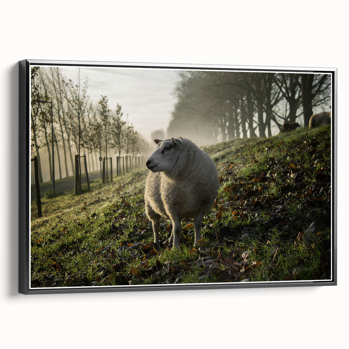 Misty Morning Sheep Rustic Wall Art - Farmhouse Country Decor