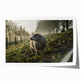 Misty Morning Sheep Rustic Wall Art - Farmhouse Country Decor