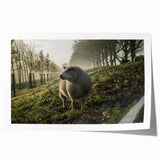 Misty Morning Sheep Rustic Wall Art - Farmhouse Country Decor