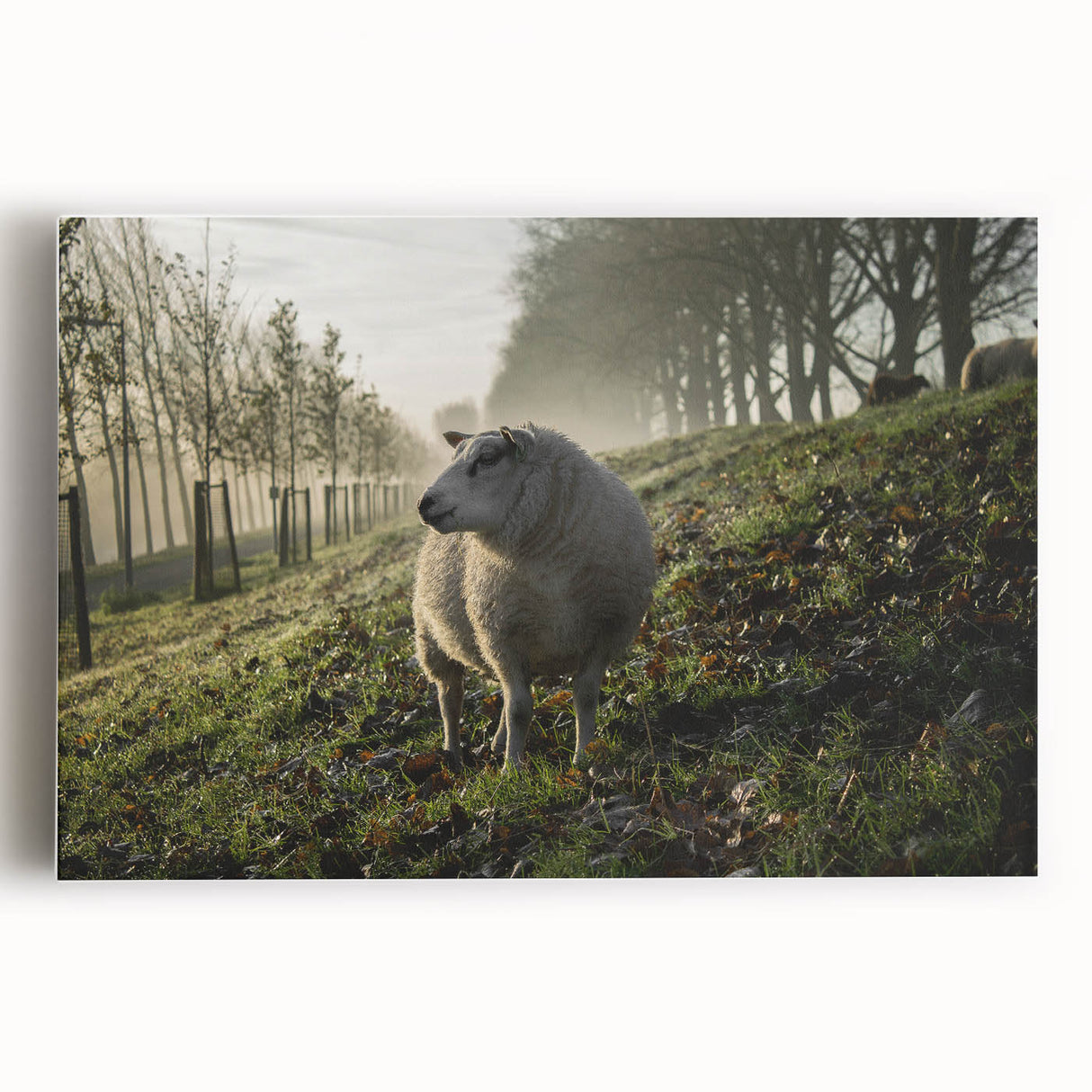 Misty Morning Sheep Rustic Wall Art - Farmhouse Country Decor