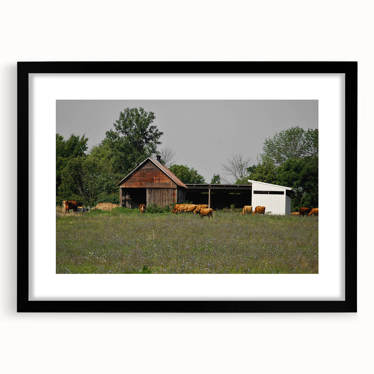 Rustic Barn and Cattle Wall Art - Farmhouse Country Decor for Homes"
