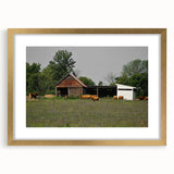Rustic Barn and Cattle Wall Art - Farmhouse Country Decor for Homes"