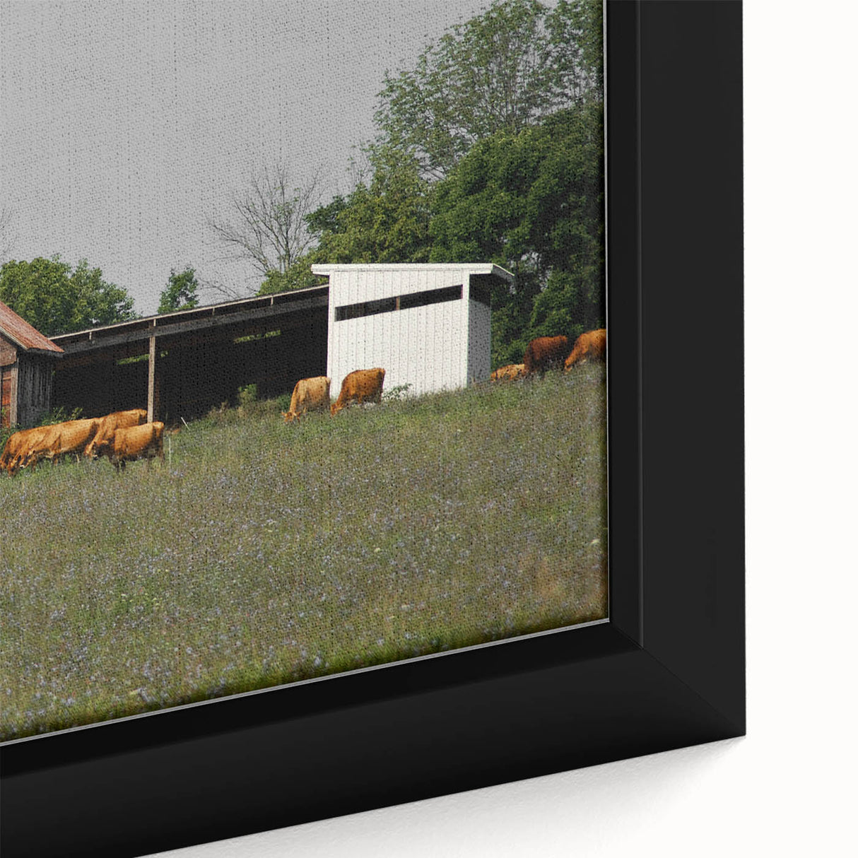 Rustic Barn and Cattle Wall Art - Farmhouse Country Decor for Homes"