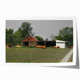 Rustic Barn and Cattle Wall Art - Farmhouse Country Decor for Homes"