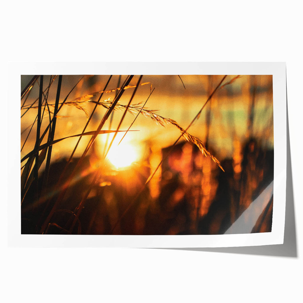 Sunset Through Grass Rustic Wall Art - Warm Farmhouse Nature Decor