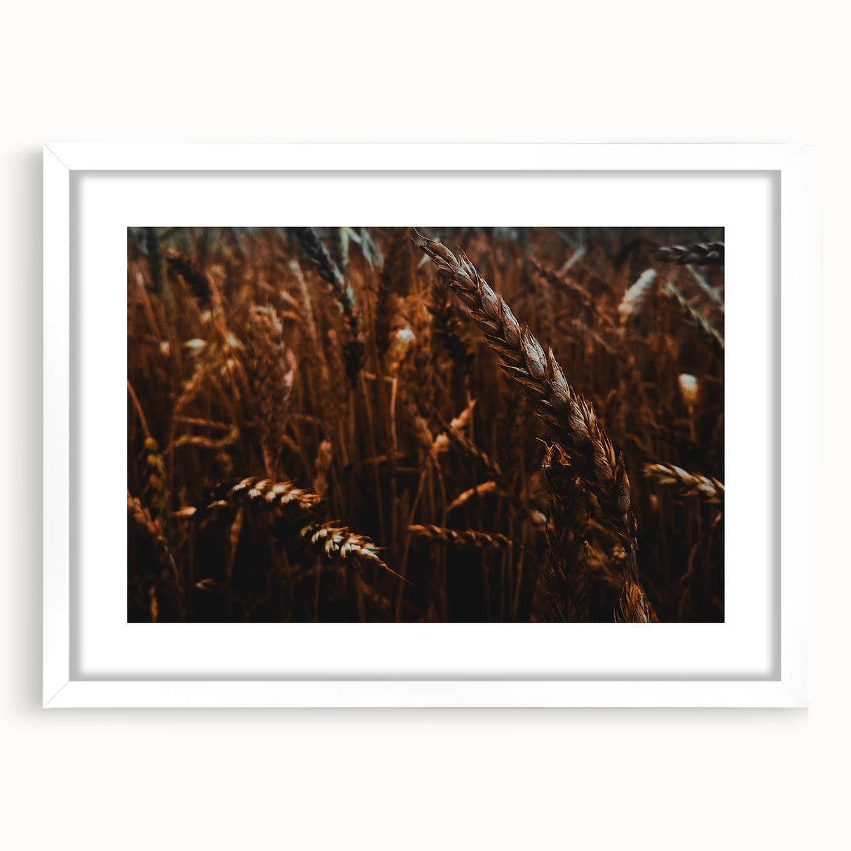 Moody Wheat Field Rustic Wall Art - Farmhouse Country Decor