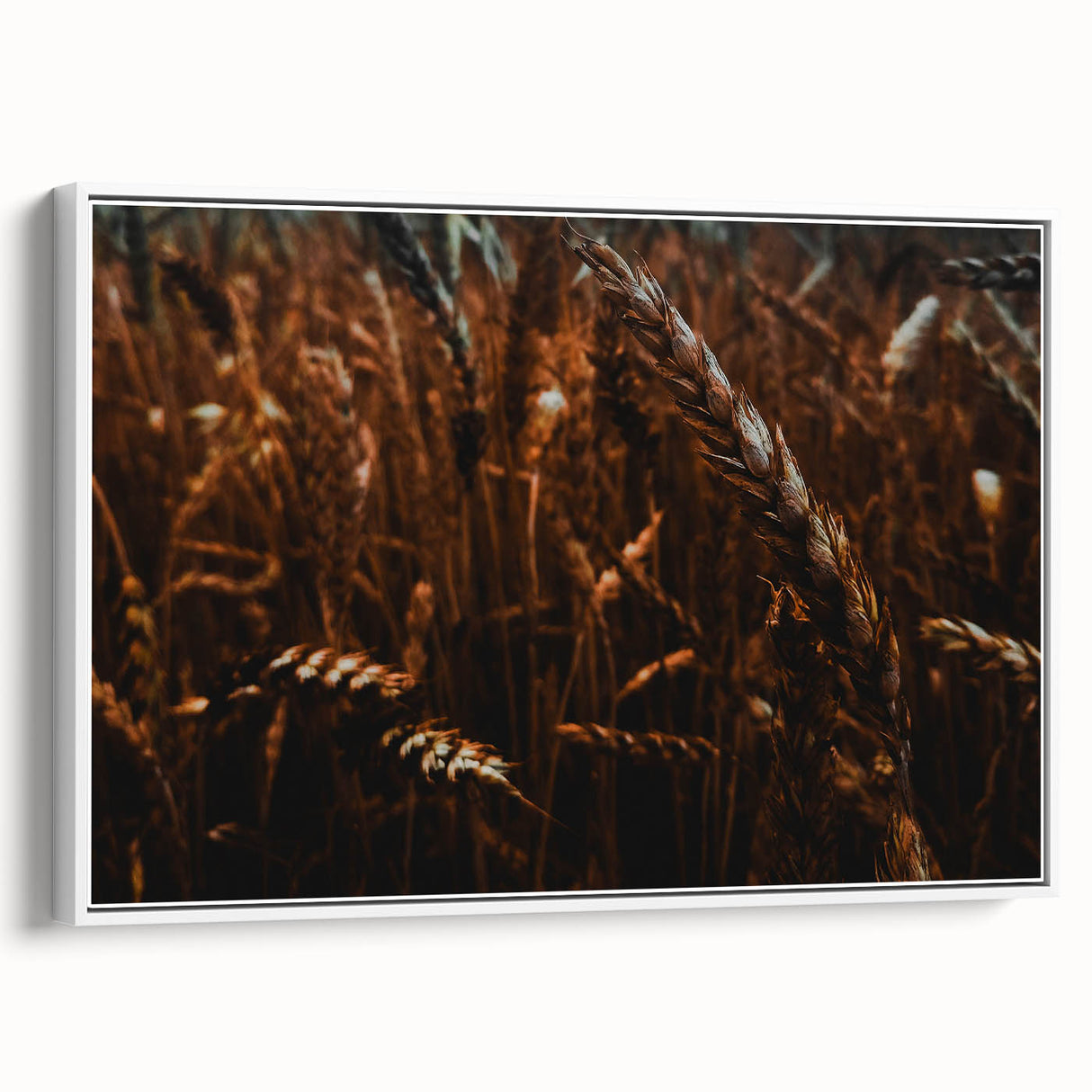 Moody Wheat Field Rustic Wall Art - Farmhouse Country Decor