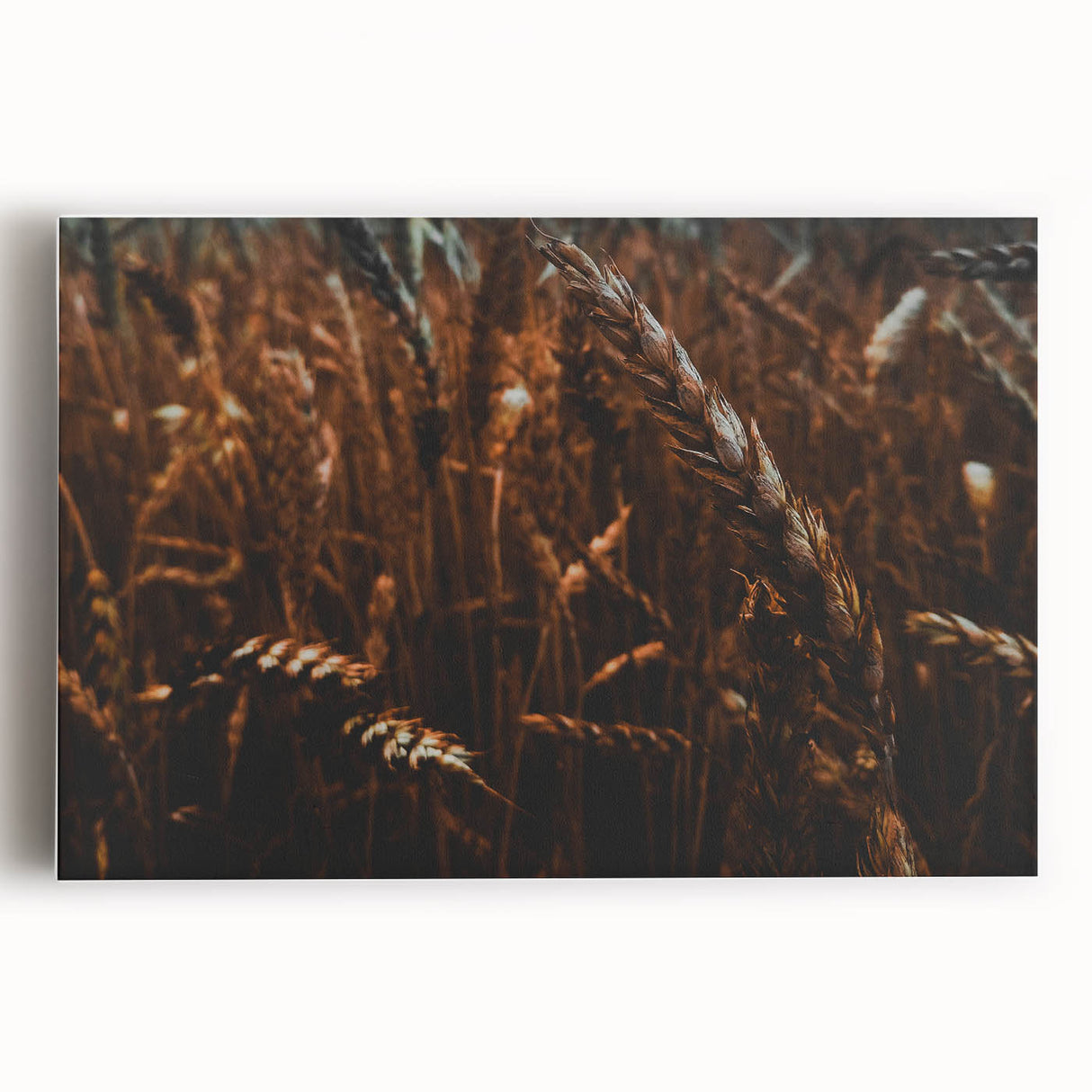 Moody Wheat Field Rustic Wall Art - Farmhouse Country Decor