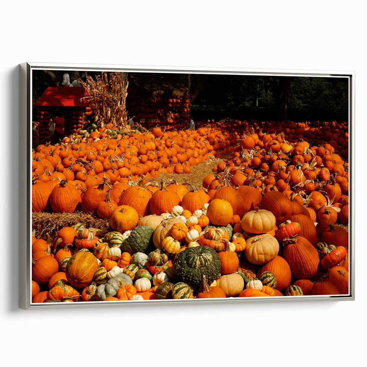Rustic Pumpkin Patch Wall Art - Farmhouse Fall Decor for Cozy Homes