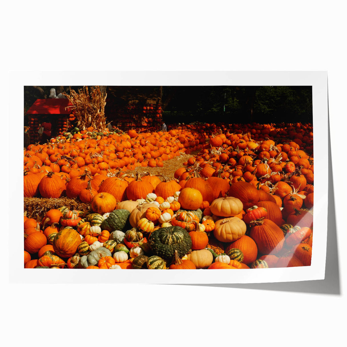 Rustic Pumpkin Patch Wall Art - Farmhouse Fall Decor for Cozy Homes