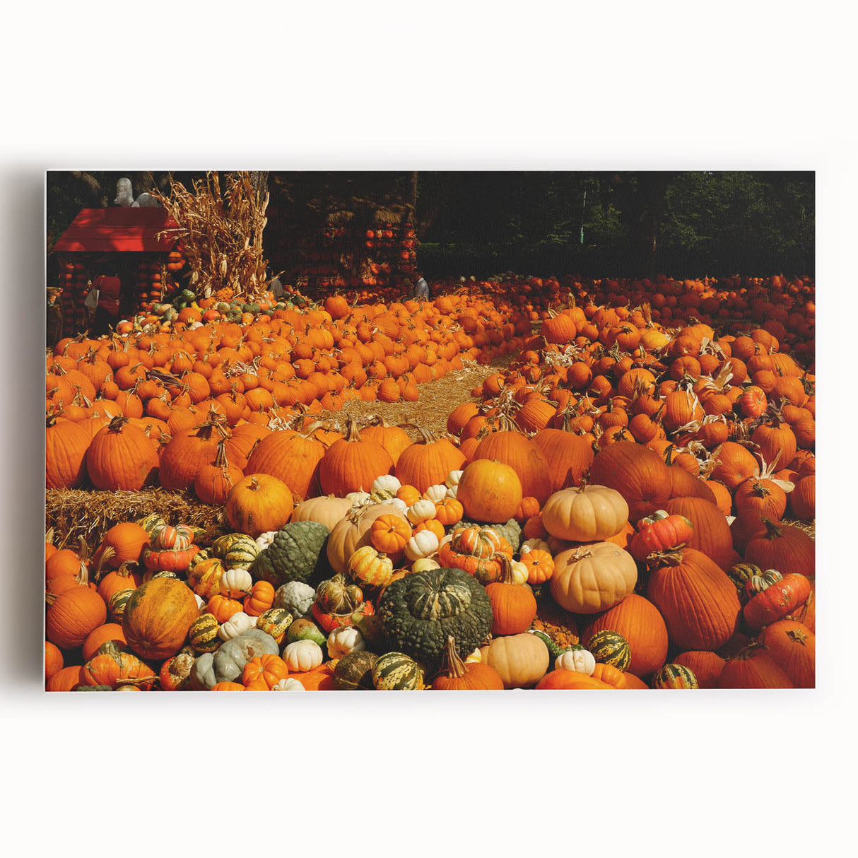 Rustic Pumpkin Patch Wall Art - Farmhouse Fall Decor for Cozy Homes
