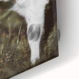 Rustic Wall Art - White Calf in Nature for Farmhouse and Country Decor