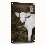 Rustic Wall Art - White Calf in Nature for Farmhouse and Country Decor