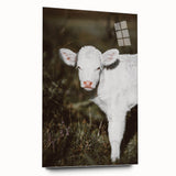 Rustic Wall Art - White Calf in Nature for Farmhouse and Country Decor
