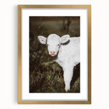 Rustic Wall Art - White Calf in Nature for Farmhouse and Country Decor