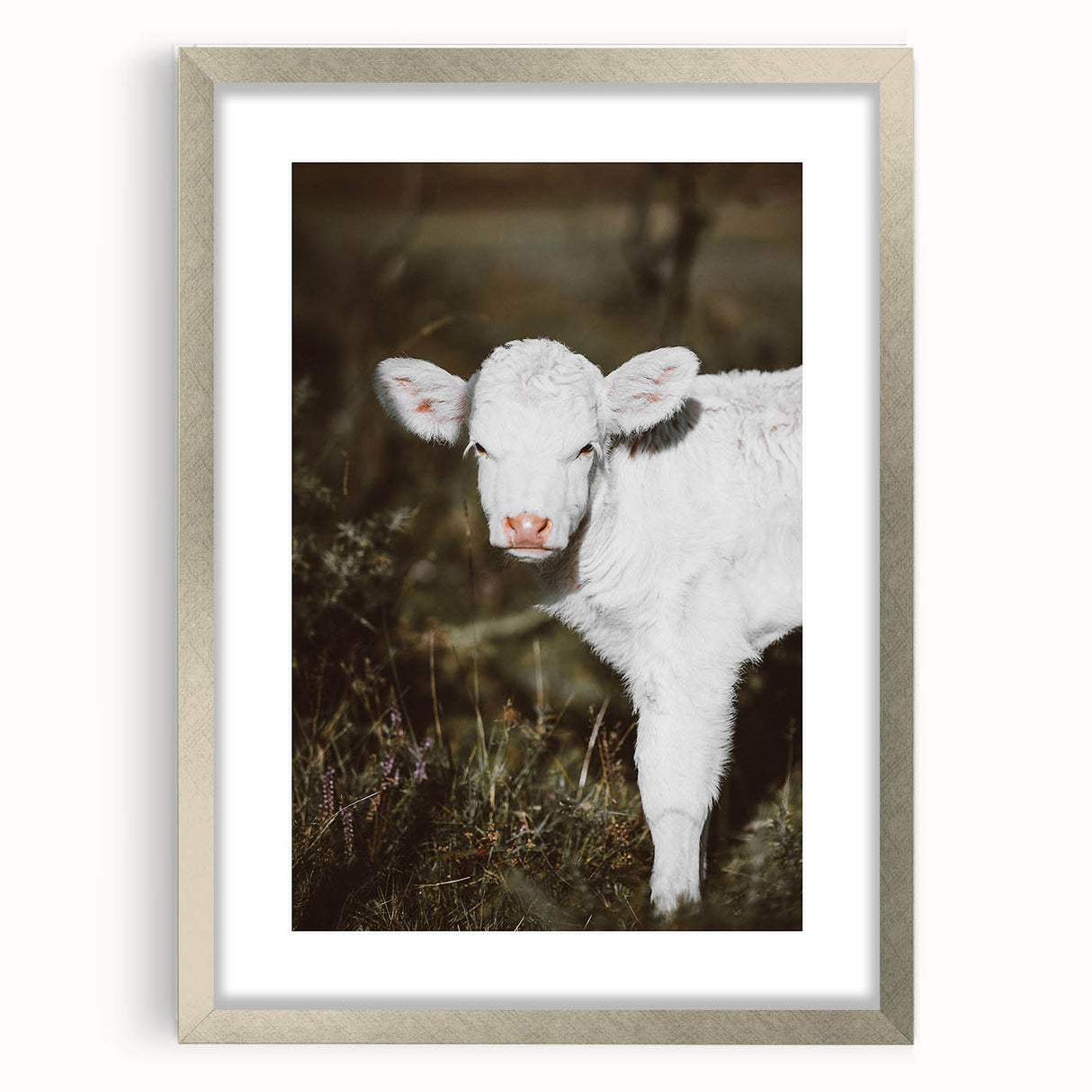 Rustic Wall Art - White Calf in Nature for Farmhouse and Country Decor