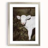 Rustic Wall Art - White Calf in Nature for Farmhouse and Country Decor