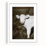 Rustic Wall Art - White Calf in Nature for Farmhouse and Country Decor