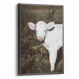Rustic Wall Art - White Calf in Nature for Farmhouse and Country Decor