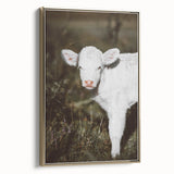 Rustic Wall Art - White Calf in Nature for Farmhouse and Country Decor