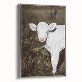 Rustic Wall Art - White Calf in Nature for Farmhouse and Country Decor