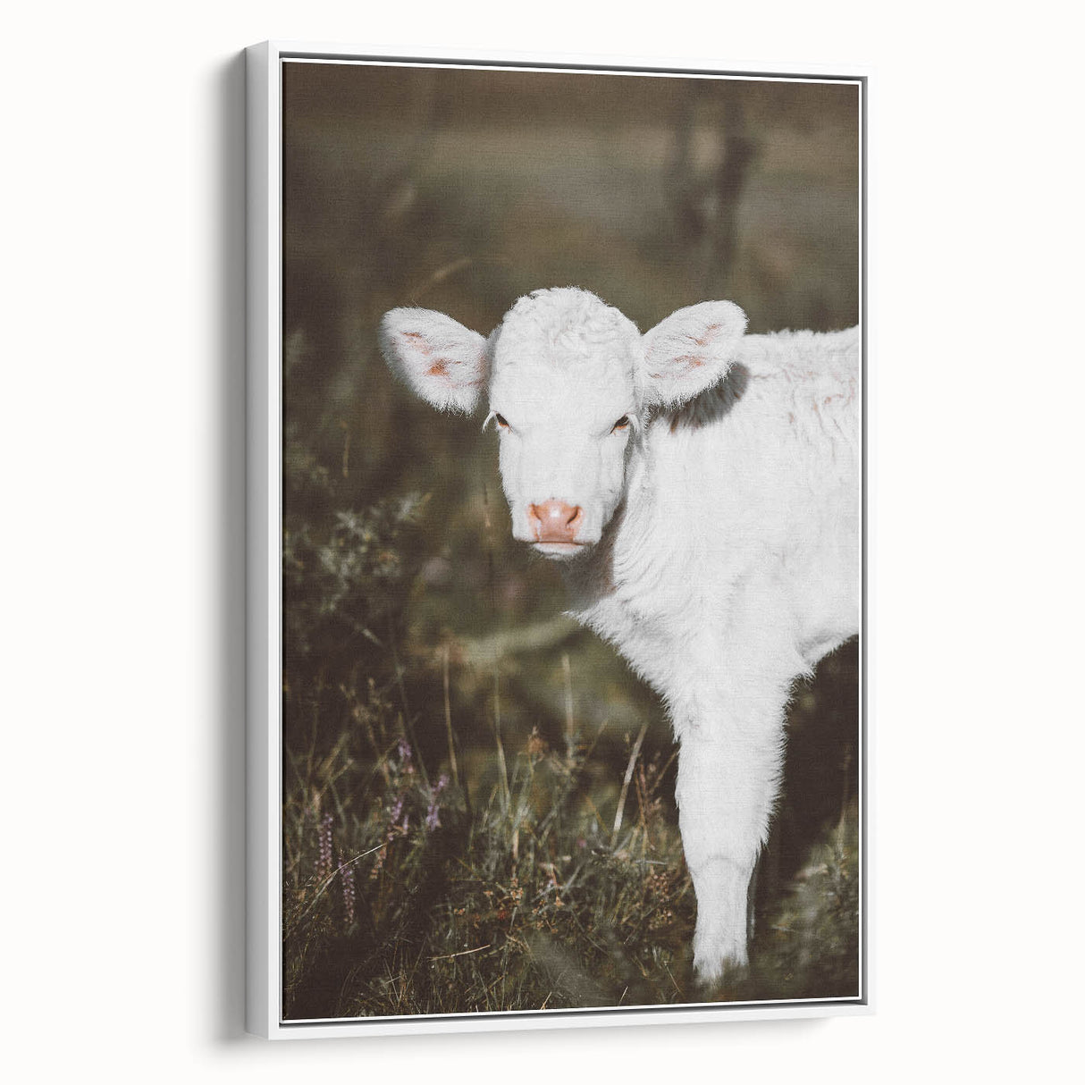 Rustic Wall Art - White Calf in Nature for Farmhouse and Country Decor