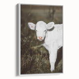 Rustic Wall Art - White Calf in Nature for Farmhouse and Country Decor