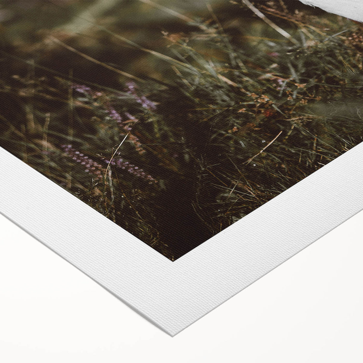 Rustic Wall Art - White Calf in Nature for Farmhouse and Country Decor