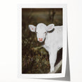 Rustic Wall Art - White Calf in Nature for Farmhouse and Country Decor