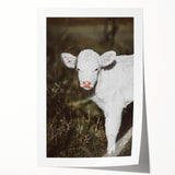 Rustic Wall Art - White Calf in Nature for Farmhouse and Country Decor