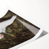 Rustic Wall Art - White Calf in Nature for Farmhouse and Country Decor