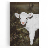 Rustic Wall Art - White Calf in Nature for Farmhouse and Country Decor
