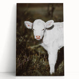 Rustic Wall Art - White Calf in Nature for Farmhouse and Country Decor