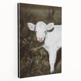 Rustic Wall Art - White Calf in Nature for Farmhouse and Country Decor