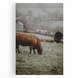 Rustic Wall Art - Grazing Cows in Countryside for Farmhouse Decor