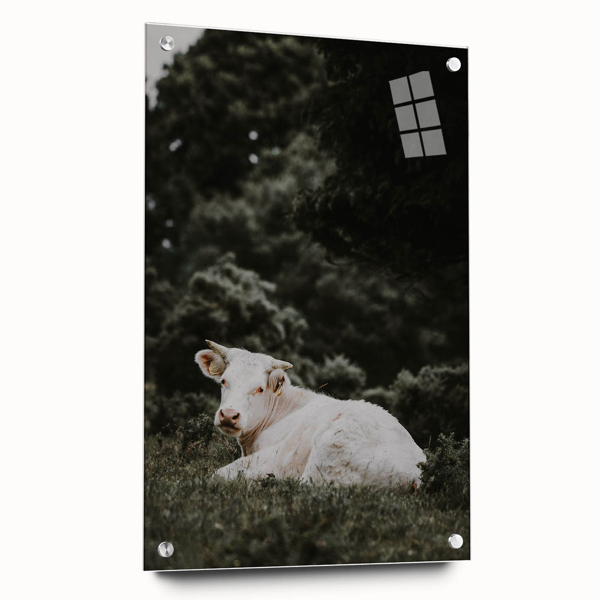 Rustic Cow in Field Wall Art – Farmhouse Animal Nature Scene Decor Print