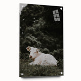 Rustic Cow in Field Wall Art – Farmhouse Animal Nature Scene Decor Print