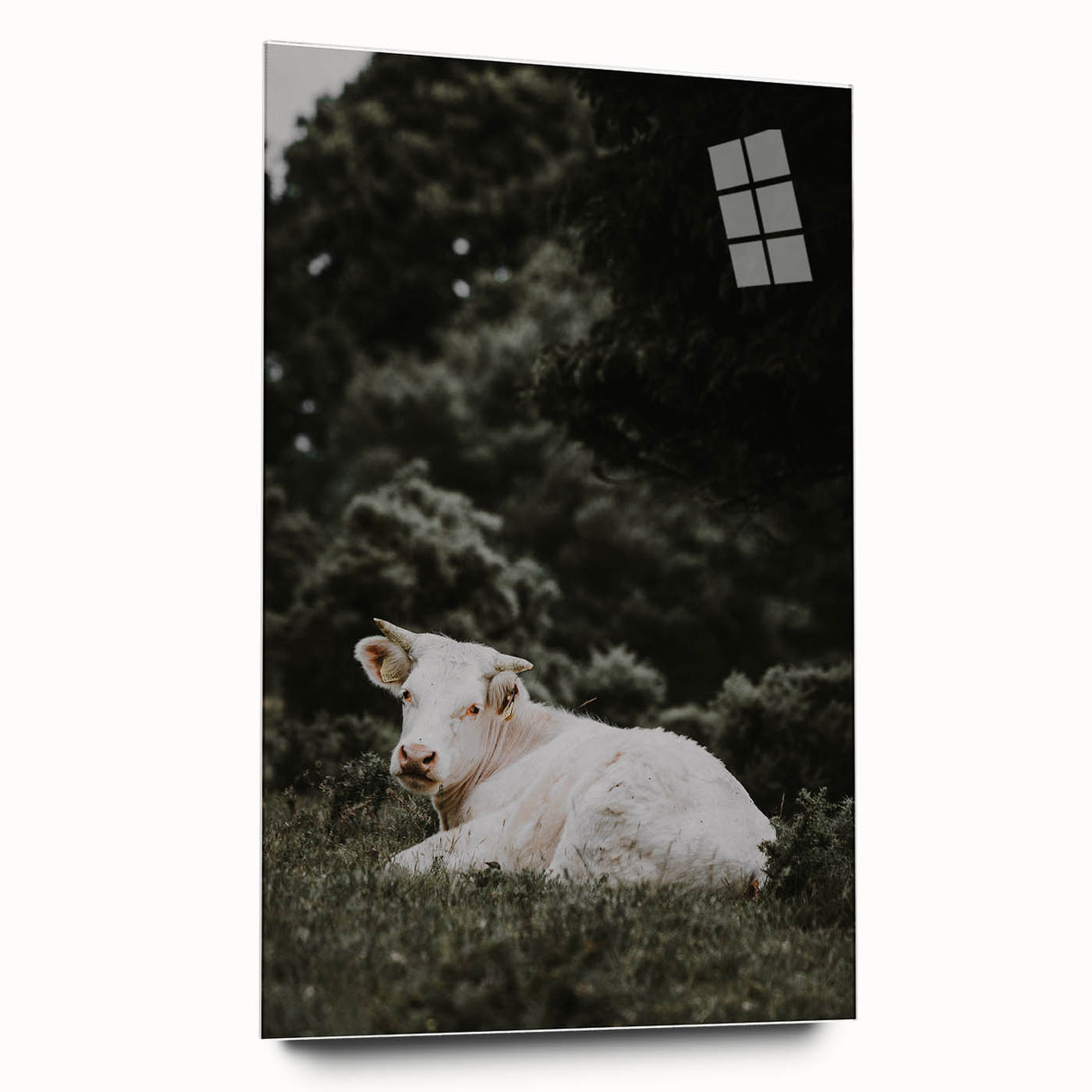 Rustic Cow in Field Wall Art – Farmhouse Animal Nature Scene Decor Print
