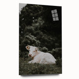 Rustic Cow in Field Wall Art – Farmhouse Animal Nature Scene Decor Print