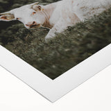 Rustic Cow in Field Wall Art – Farmhouse Animal Nature Scene Decor Print