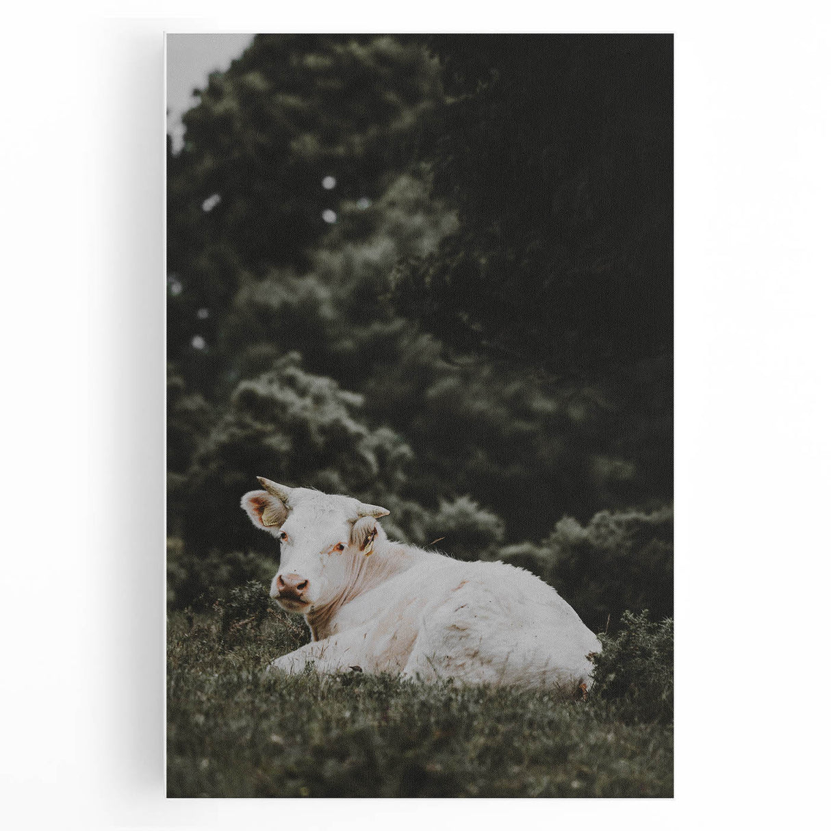 Rustic Cow in Field Wall Art – Farmhouse Animal Nature Scene Decor Print