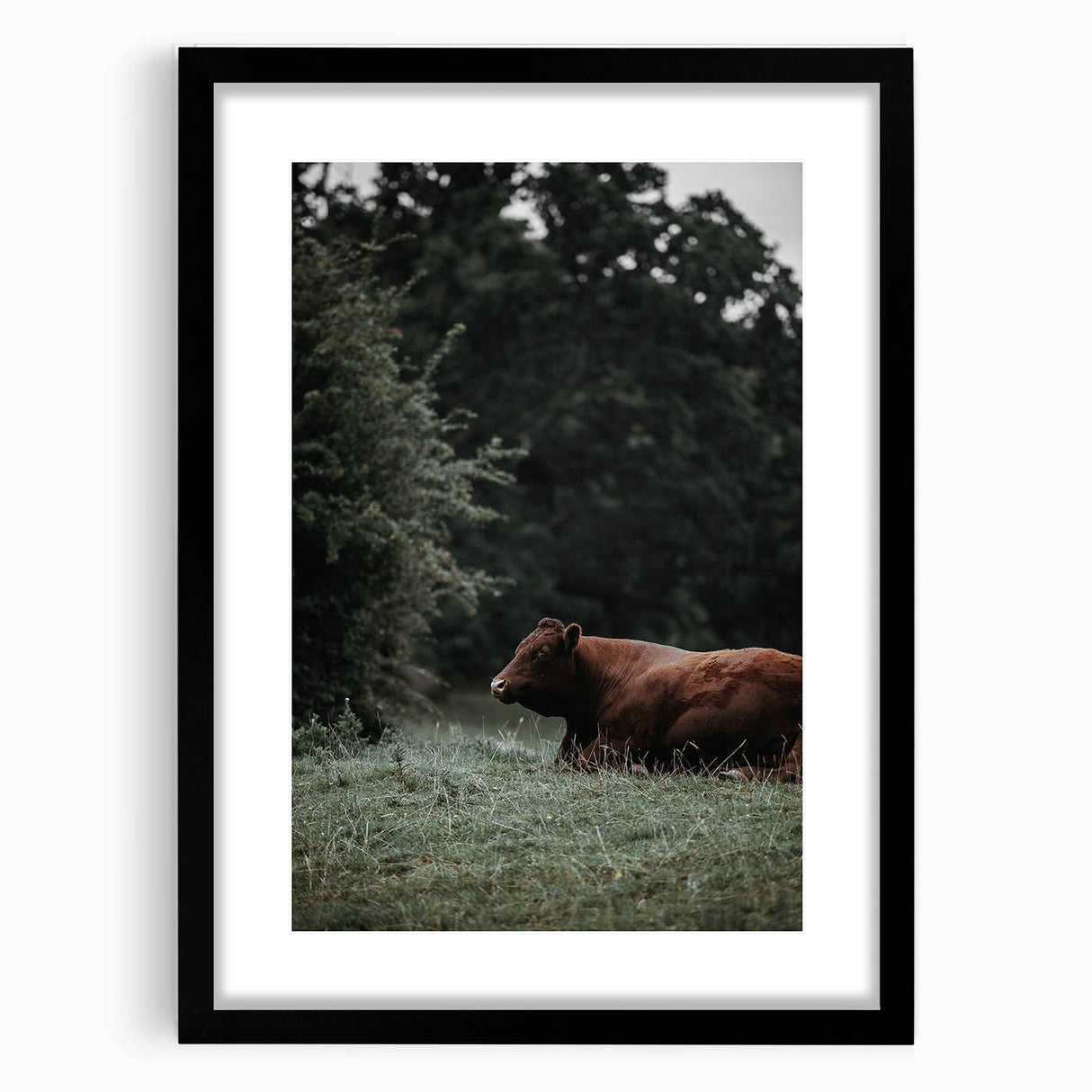 Rustic Cow in Meadow Wall Art – Farmhouse Animal Nature Decor Print